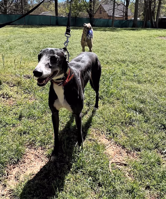 Blackbird Park Dog Park photo 2